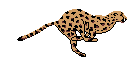 Harimau